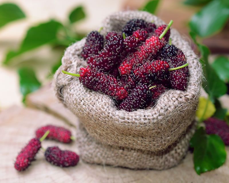 Mulberry