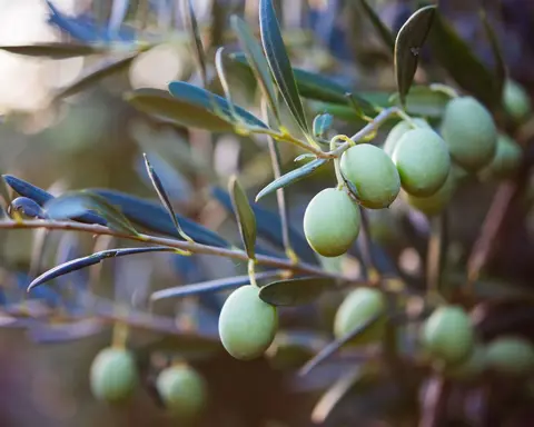 How to Grow Olives