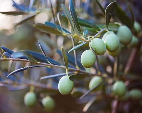 How to Grow Olives