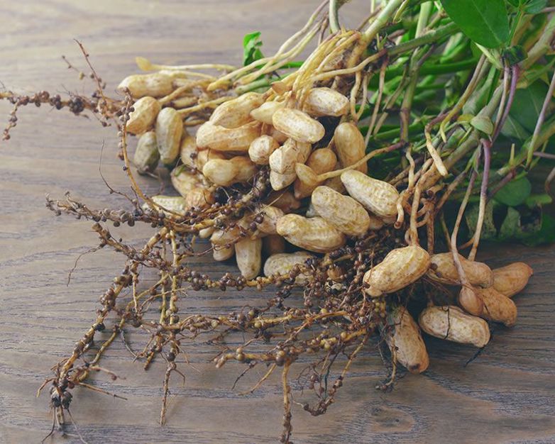 How to grow Peanuts Yates