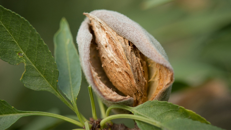 how to grow almond 2