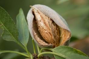 how to grow almond 2