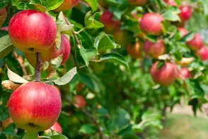 how to grow apple 2