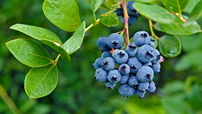 how to grow blueberries 3