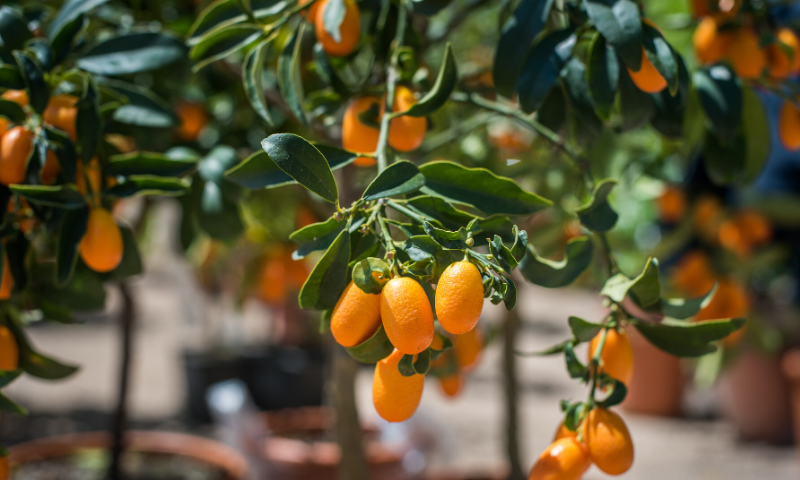 how to grow cumquat 2