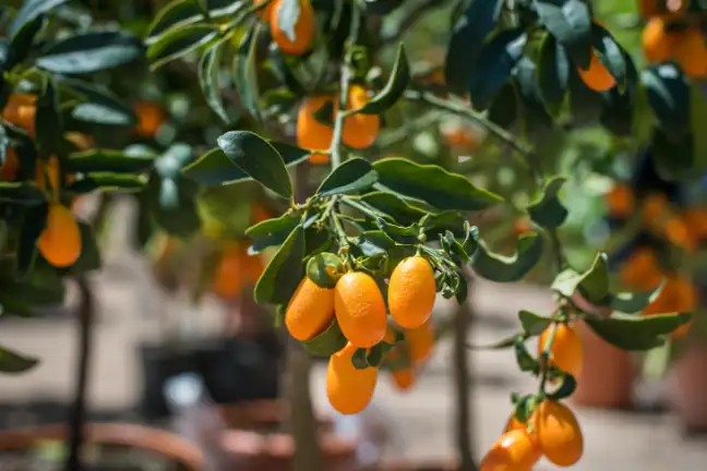 how to grow cumquat 2