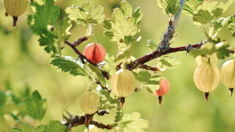 how to grow gooseberries 2