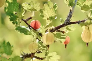 how to grow gooseberries 2