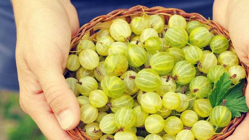 how to grow gooseberries 4