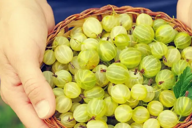 how to grow gooseberries 4