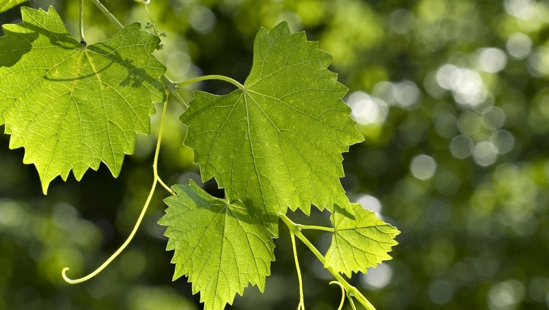 how to grow grapes 3