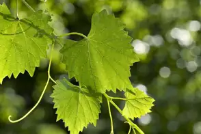 how to grow grapes 3