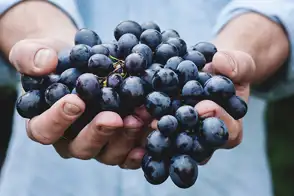 how to grow grapes 2