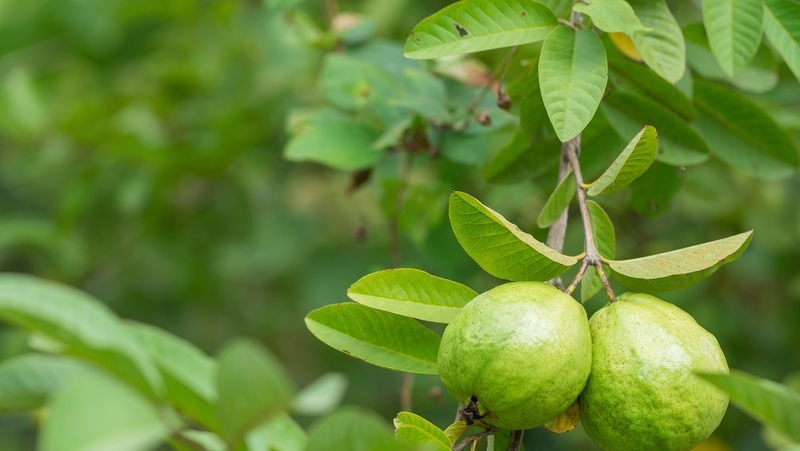 how to grow guava 2