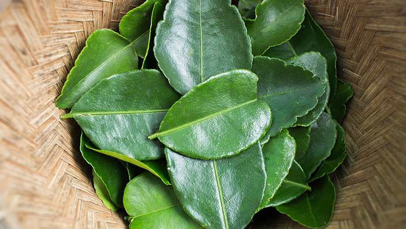 how to grow kaffir lime 3