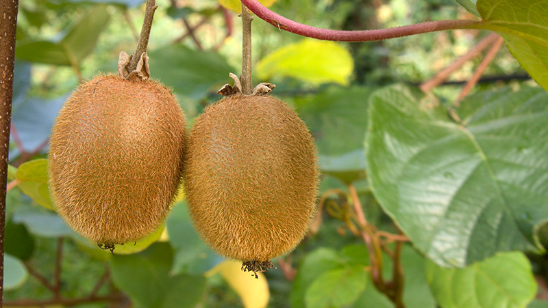 how to grow kiwifruit 2