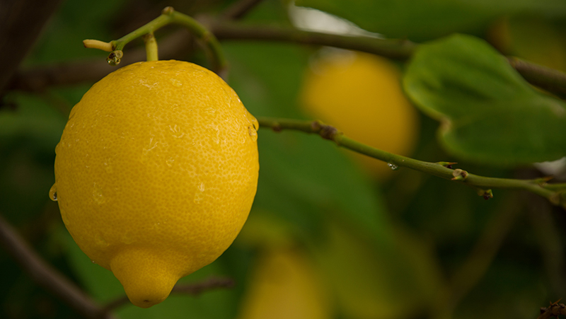 how to grow lemons 2