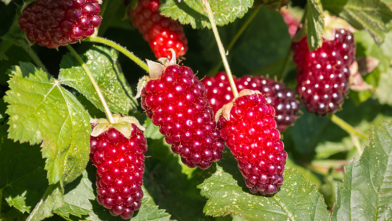 how to grow loganberry 2