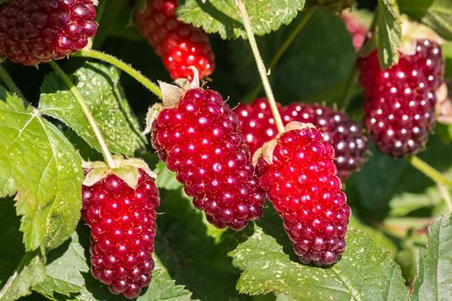 how to grow loganberry 2