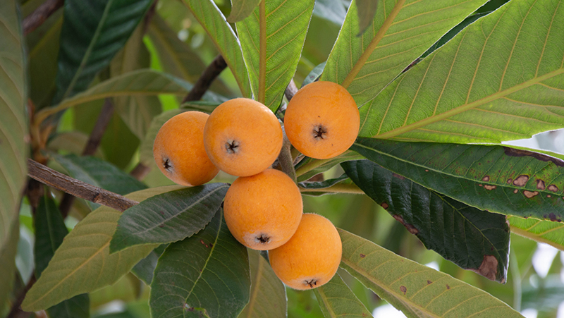 how to grow loquat 2