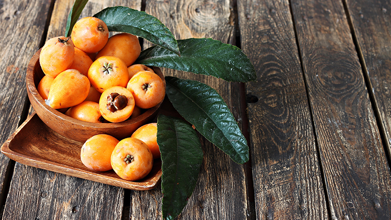 how to grow loquat 3