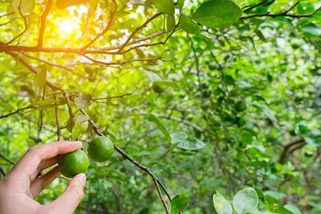 how to grow macadamia 2