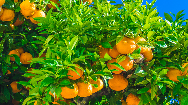 how to grow mandarin 2