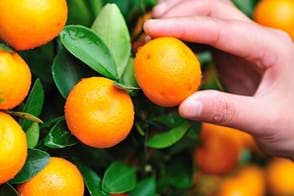 how to grow mandarin 3