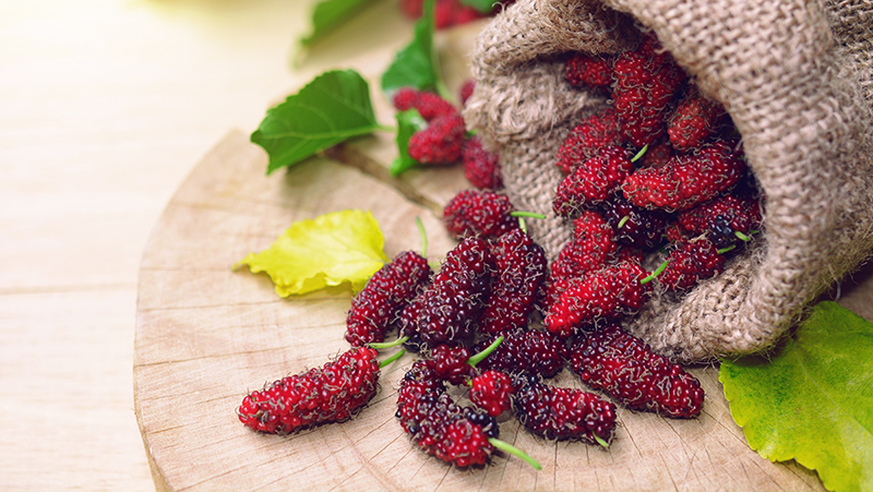 how to grow mulberries 3