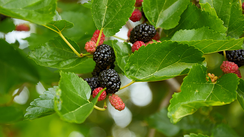 how to grow mulberries 2
