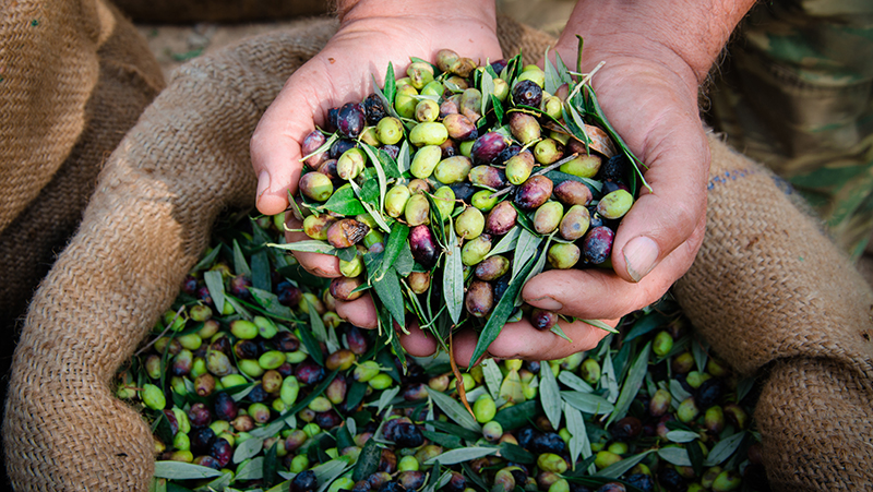 how to grow olives 4