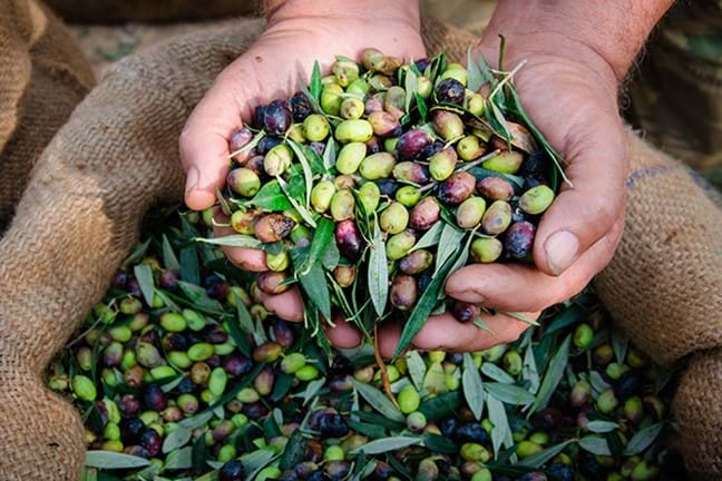 how to grow olives 4