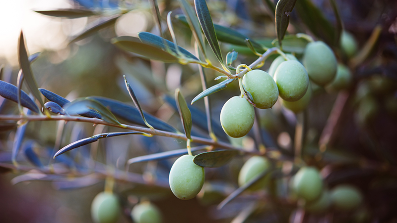 how to grow olives 3