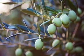 how to grow olives 3