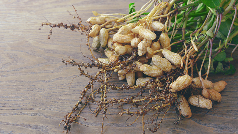 how to grow peanuts 2