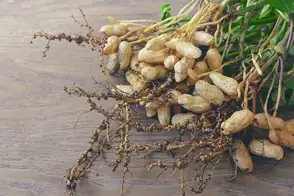 how to grow peanuts 2