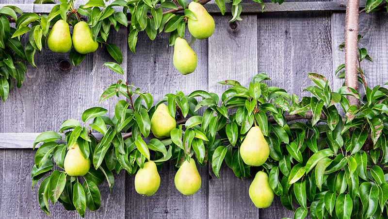 how to grow pear 2