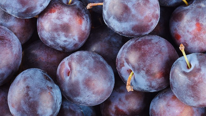 how to grow plums 2