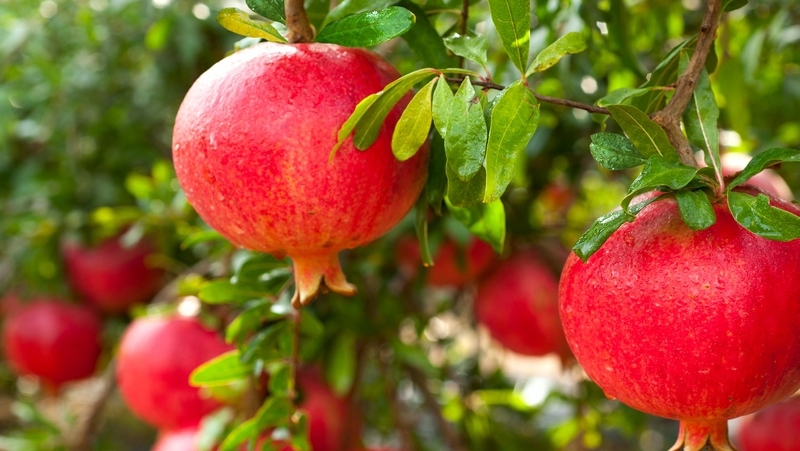 How To Grow Pomegranate