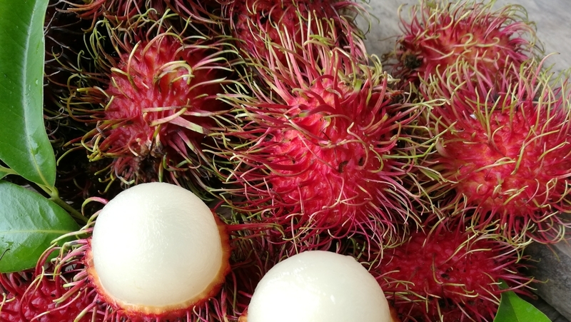 how to grow rambutan 3