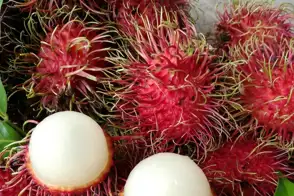 How to Grow Rambutan | Yates Australia