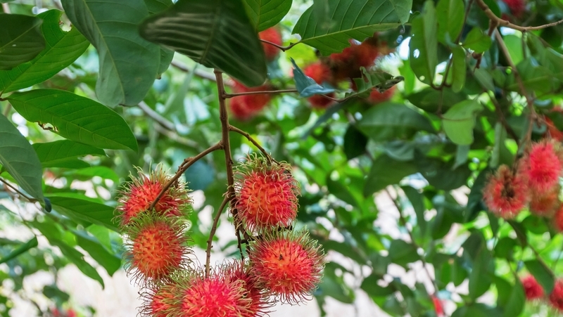 how to grow rambutan 2
