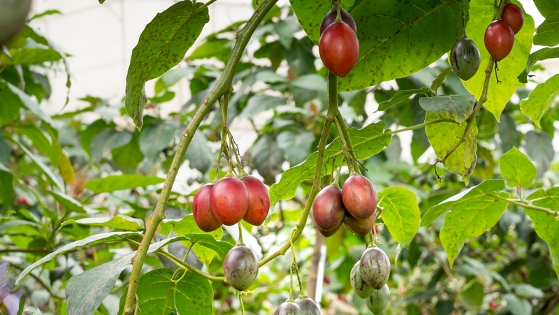 how to grow tamarillo 3