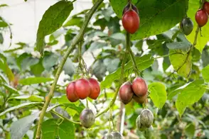 how to grow tamarillo 3