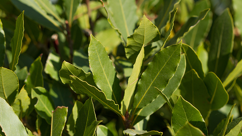 how to grow bay tree 2