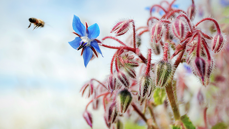 how to grow borage 2