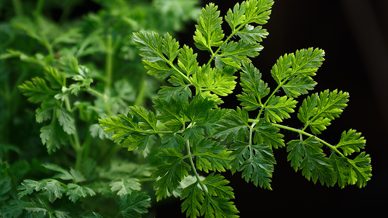 how to grow chervil 2