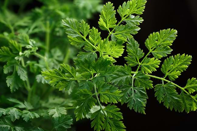 how to grow chervil 2
