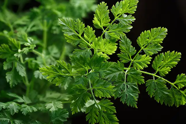 how to grow chervil 2