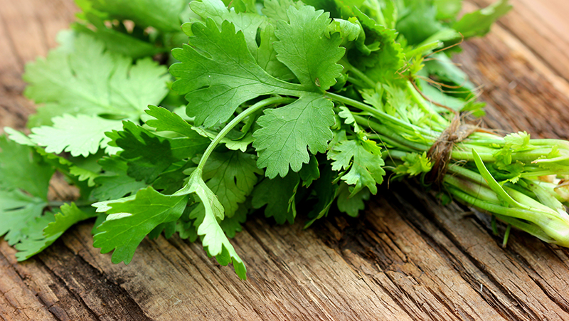 how to grow coriander 3